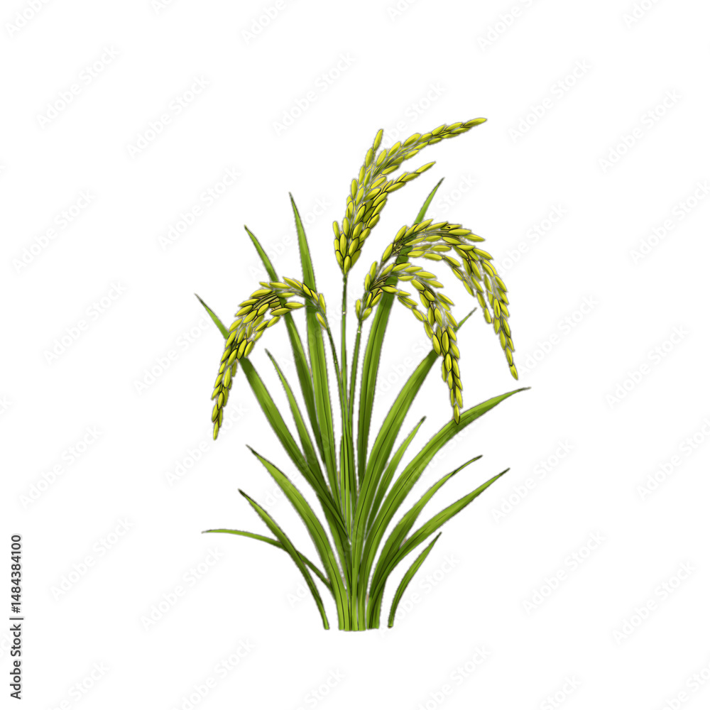 Obraz premium Rice plants