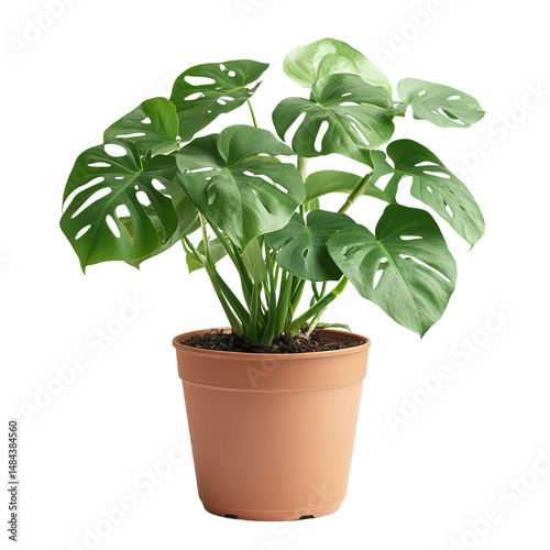 elegant Swiss cheese plant in a ceramic pot isolated

