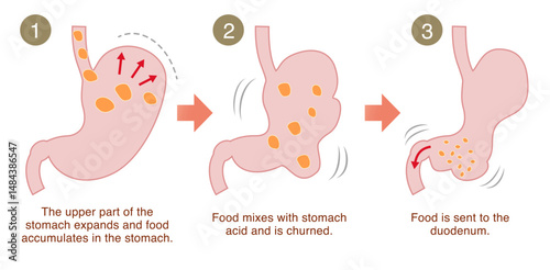 Illustration explaining how the stomach digests food