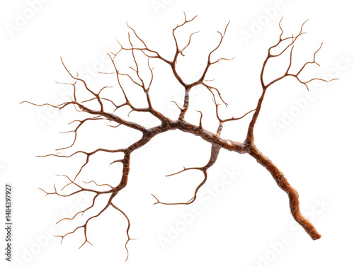 Isolated neuron cell structure showing dendritic branching system