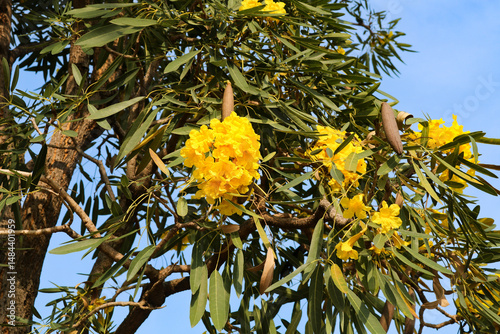 Bright yellow trumpet-shaped flowers blooming on a Tabebuia aurea tree (Yellow Trumpet Tree or Bunga Tabebuya Kuning) with long narrow leaves and seed pods in tropical sunlight. photo