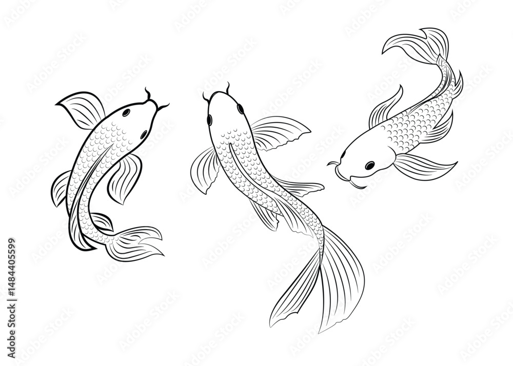 Fototapeta premium Beautiful line drawing of koi fish. Koi fish isolated on white. Koi fish drawing.