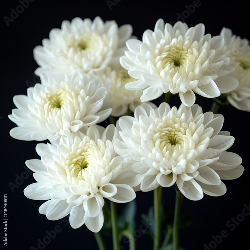 a bouquet of white chrysanthemum flowers