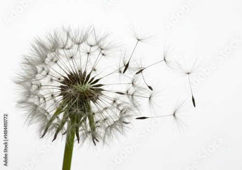Close up of a dandelion seed head with seeds blowing away on a white background