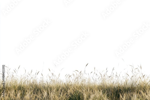 Fototapeta Naklejka Na Ścianę i Meble -  Dry, golden grass field against a white background