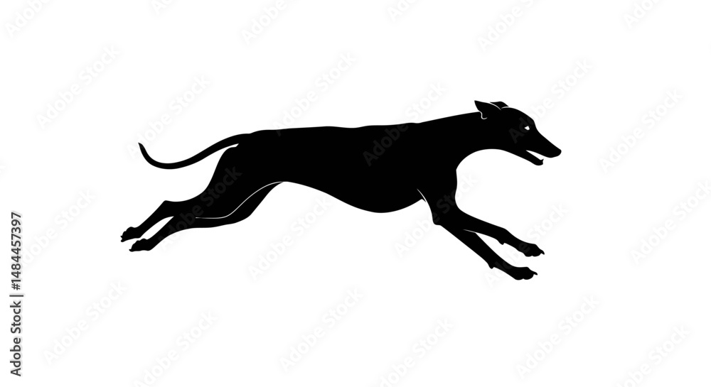 Obraz premium Silhouetted Running Greyhound in Dynamic Action