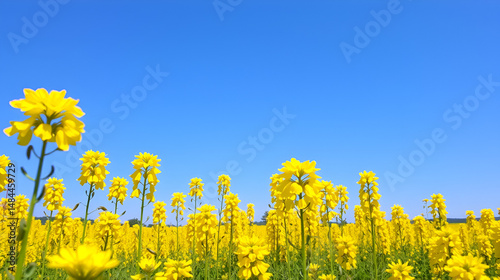 Beautiful blooming yellow rapeseed field against the blue sky on a sunny day.
