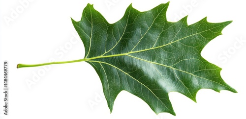 Single green leaf with serrated edges and prominent veins