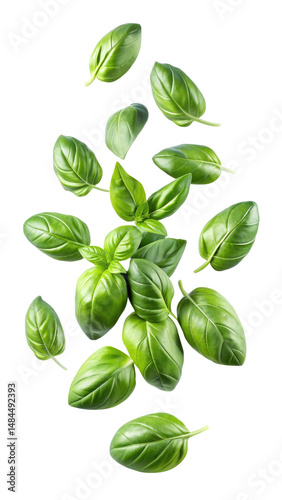 fresh flying basil leaves isolated on transparent white background, clipping path