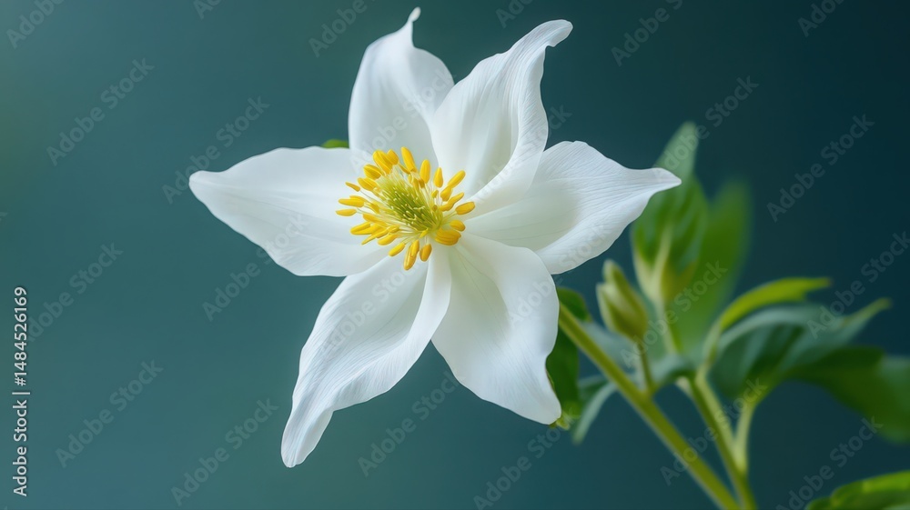 Naklejka premium Columbine Flower With Graceful Spurred Petals Displaying Natural Beauty Against A Soft Background