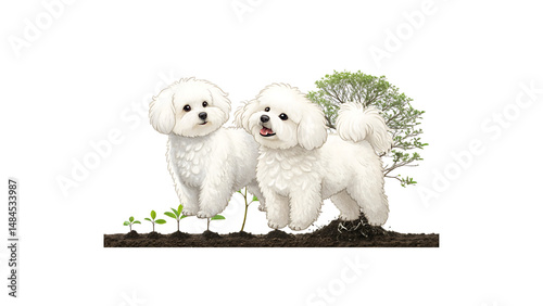 Two Bichon Frise Dogs Standing Together – Isolated on Transparent Background, Fluffy White Companion Dogs with Curly Coats