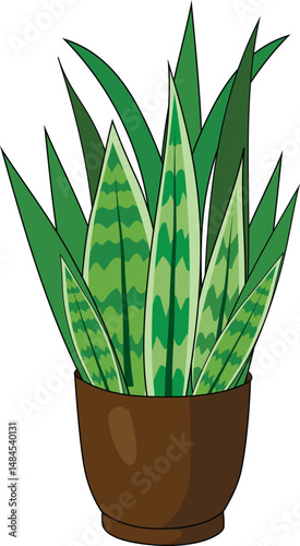 Snake Plant Front View Houseplant Decor