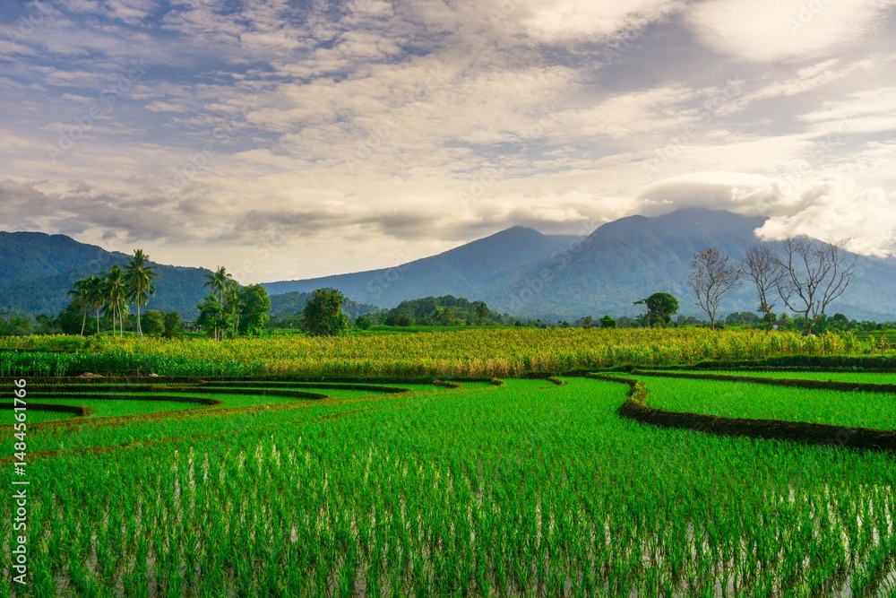 Obraz premium beautiful morning view panorama of indonesia agriculture industry rice fields with beautiful sky colors natural light