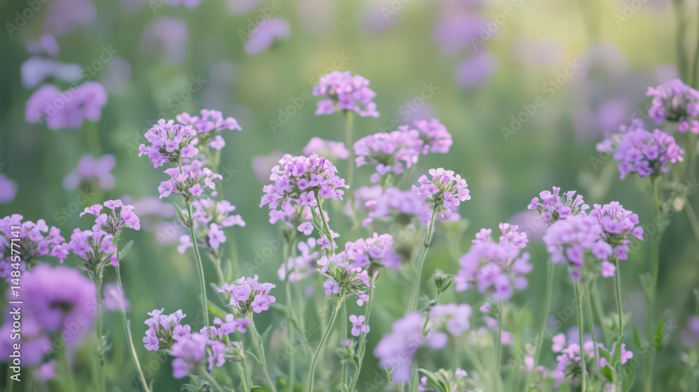 Fototapeta premium Field Of Delicate Purple Wildflowers Under Soft Sunlight In A Serene Spring Landscape