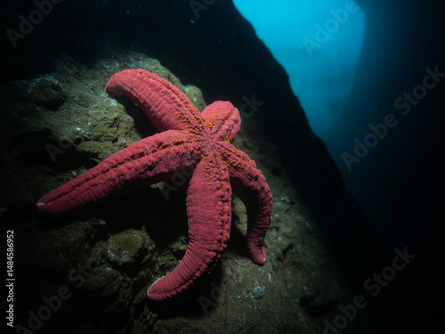 A photograph of a vibrant red starfish clinging to a dark, rocky ocean floor