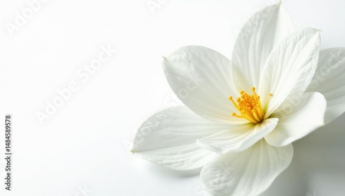 Close-up of pristine white petals on a stark white background, illustration, still life, peaceful