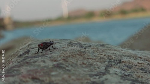 Close up of a fly with wings and legs isolated on grey background. A black insect, Animal bug