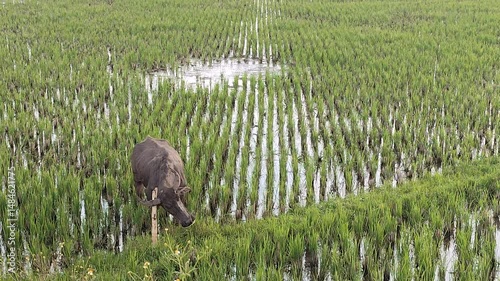 Water Buffalo Grazing in Green Rice Field Agriculture Landscape