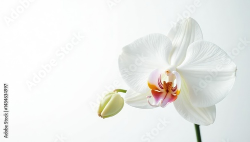 Delicate white orchid blossom against pure white backdrop, blossom, plant