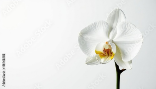 Delicate white orchid blossom on pure white backdrop, serene, smooth