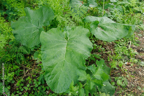Large burdock leaves growing in wild greenery