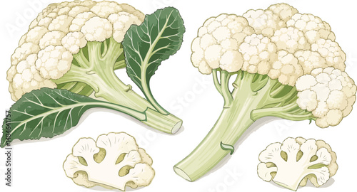 Cauliflower Illustration vector design, Cauliflower in white background vector design