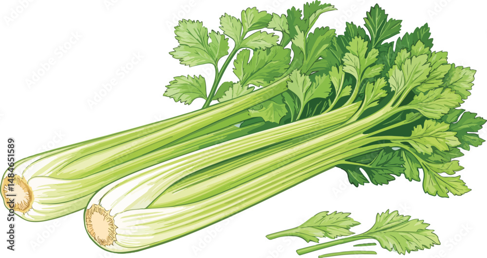 Fototapeta premium Celery illustration vector design, Celery in white background illustration vector design