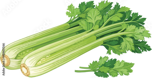 Celery in white background vector design, Celery illustration vector design