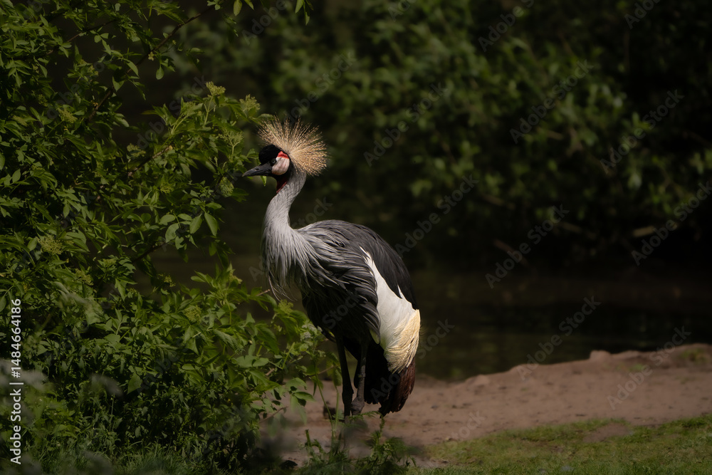 Fototapeta premium crowned crane