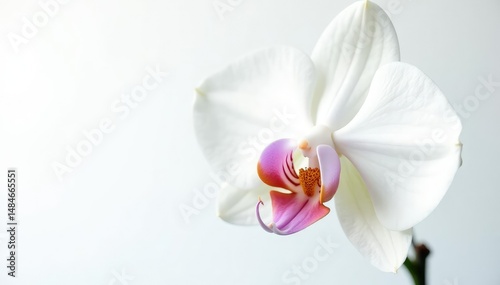 Delicate white orchid blossom against pure white background, closeup, white
