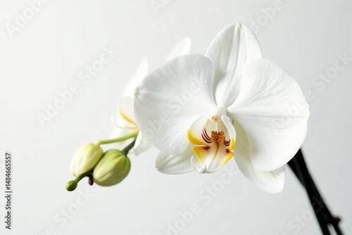 Delicate white orchid blossom against pure white backdrop, soft, isolated
