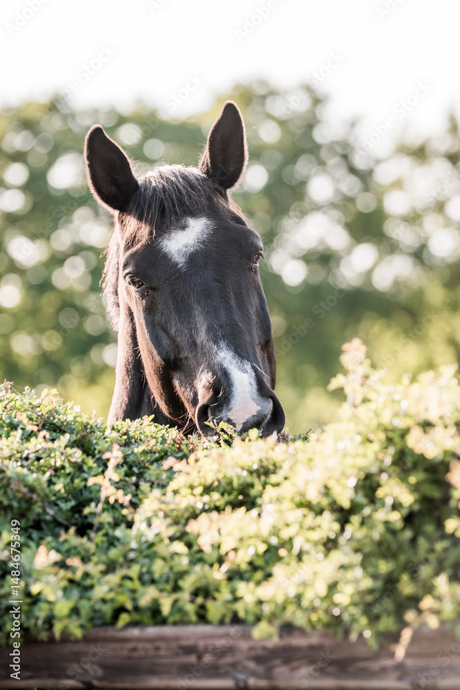 Fototapeta premium horse eating from bush thorn