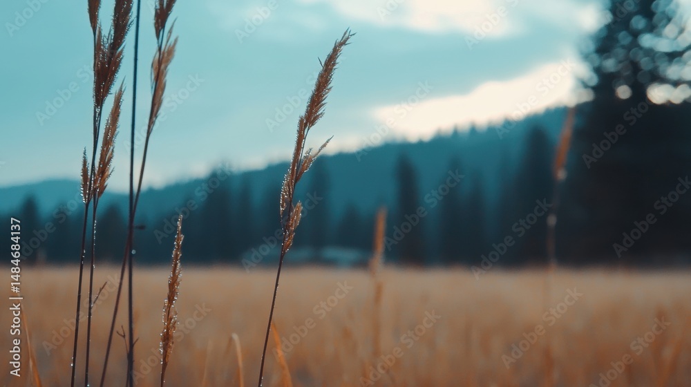 Fototapeta premium A field of tall grass with dew drops on the blades.