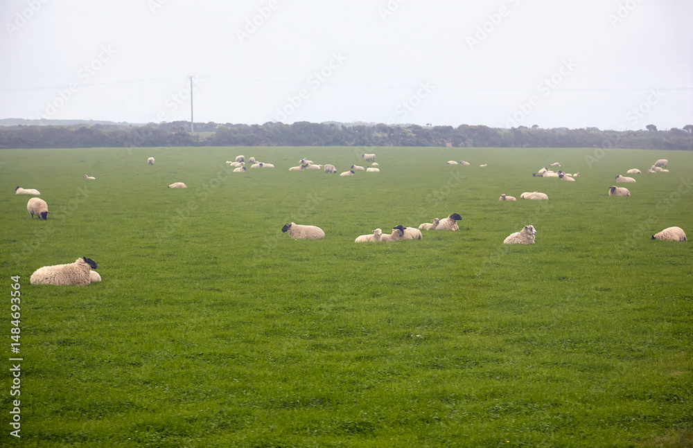 Fototapeta premium Herds of sheep resting on the pasture at Cornwall. England. United Kingdom
