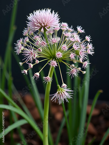 Ornamental onion or Allium herbaceous geophyte perennial bulbous herb monocotyledonous flowering plant with single spherical flower that forms an umbel at the top of a leafless stalk in shape of round