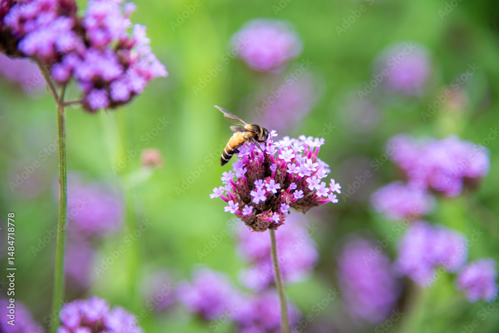bee on lavender flower closeup bee on lavender flower closeup