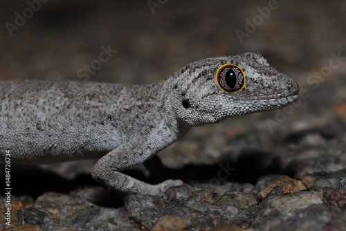 Western spiny-tailed gecko (Strophurus strophurus)