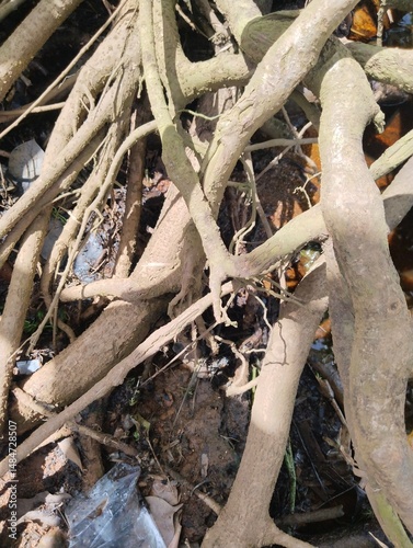 Detailed view of Pterocarpus indicus (Narra or Angsana) tree roots exposed above the ground. The twisted, textured roots showcase the strength and natural beauty of this tropical hardwood species, oft photo