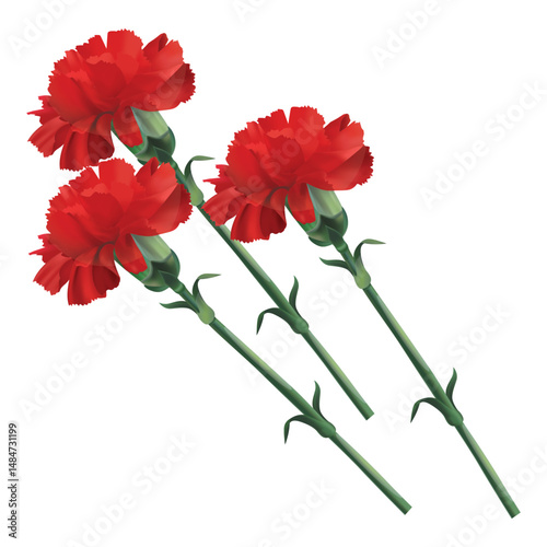 Red carnation flower isolated on white background. Vector illustration