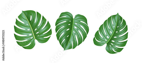 Three detailed monstera leaves with classic split design. Deep green hues. Perfect for botanical studies or naturethemed designs. Crisp white backdrop.