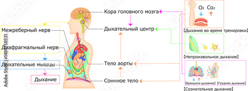 呼吸運動　調節　イラスト　ロシア語