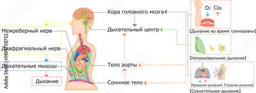 呼吸運動　調節　イラスト　ロシア語