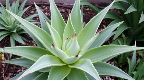Tropiques - Aloe helenae