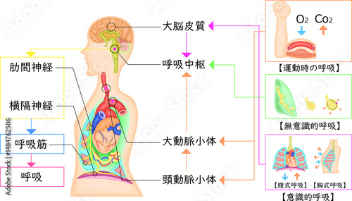 呼吸運動　調節　イラスト　日本語