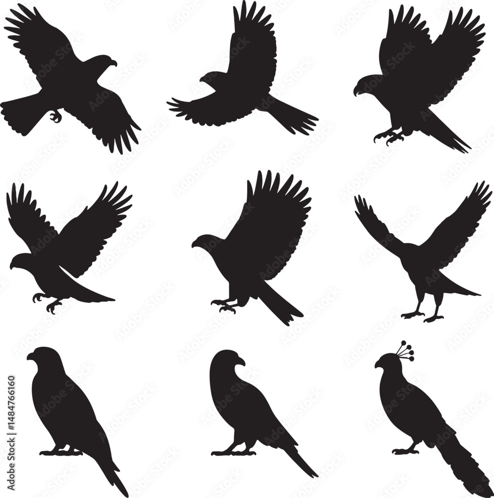 Obraz premium Bird silhouette collection including eagles hawks and ornamental bird vectors