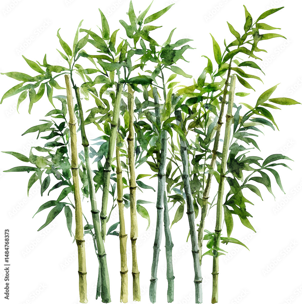 Obraz premium bamboo tree watercolor illustration art drawing 