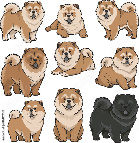 Breed Chow Chow Dog Vector 