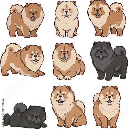 Breed Chow Chow Dog Vector 