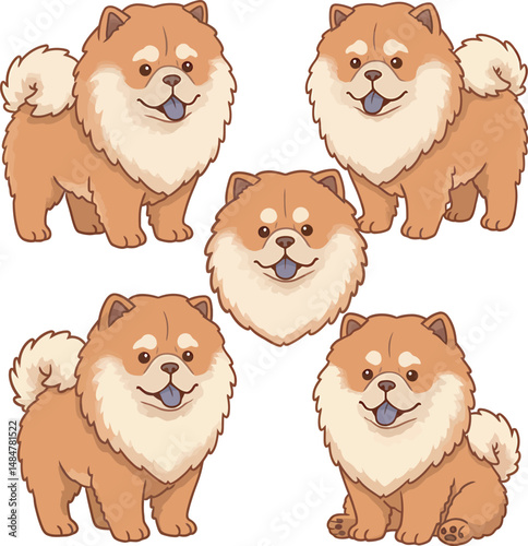 Breed Chow Chow Dog Vector 