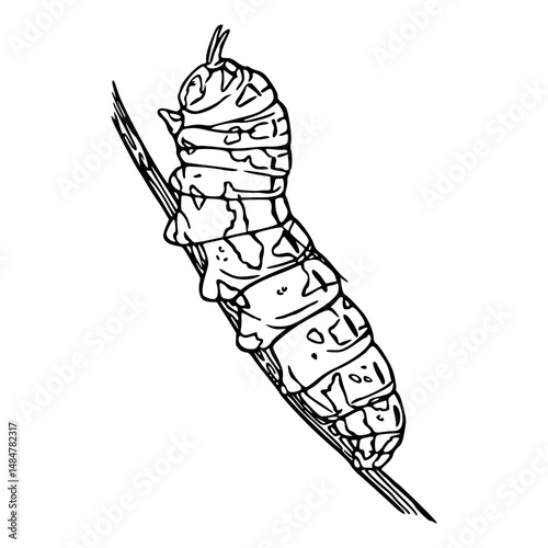 caterpillar on twig outline illustration
